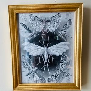 Framed B&W Moth print